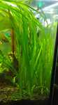 Trawka Akwariowa - Vallisneria Tortifolia