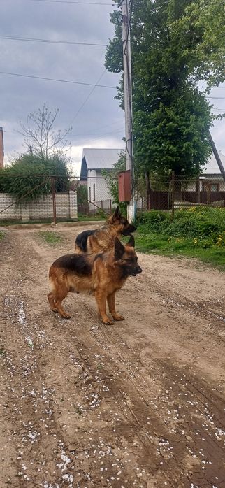Чистокровні цуценята німецької вівчарки