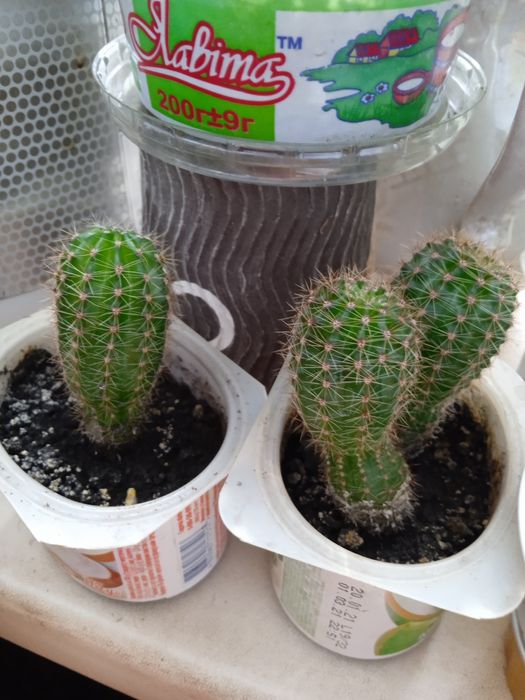 Кактусы разных размеров