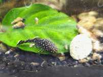 Peixes ancistrus