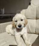Golden retriever piesek