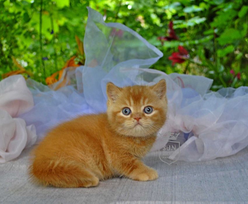Розкішний рудий британсьий кошеня