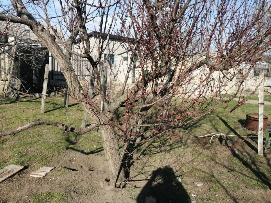 Продам старий будинок з присадибною ділянкою, понад річкою