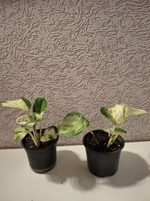 Кімнатні рослини