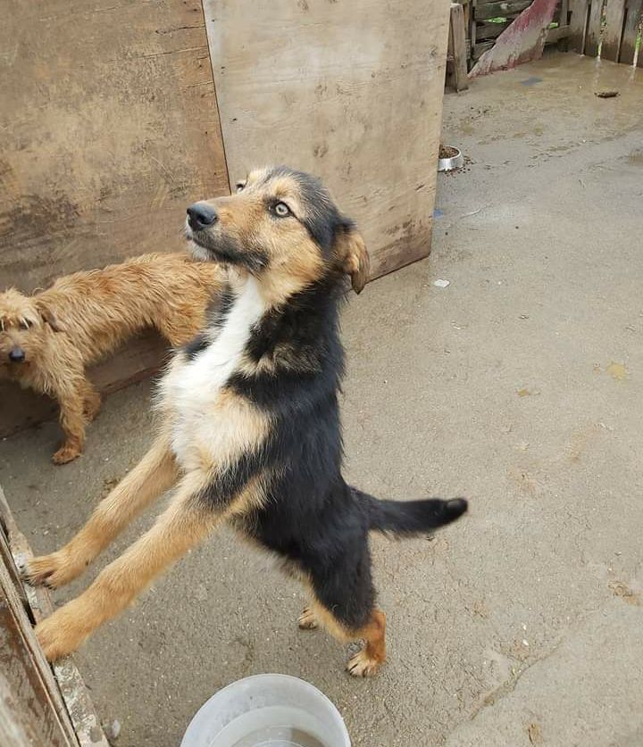 Alfredo- cachorro de porte pequeno para adoção