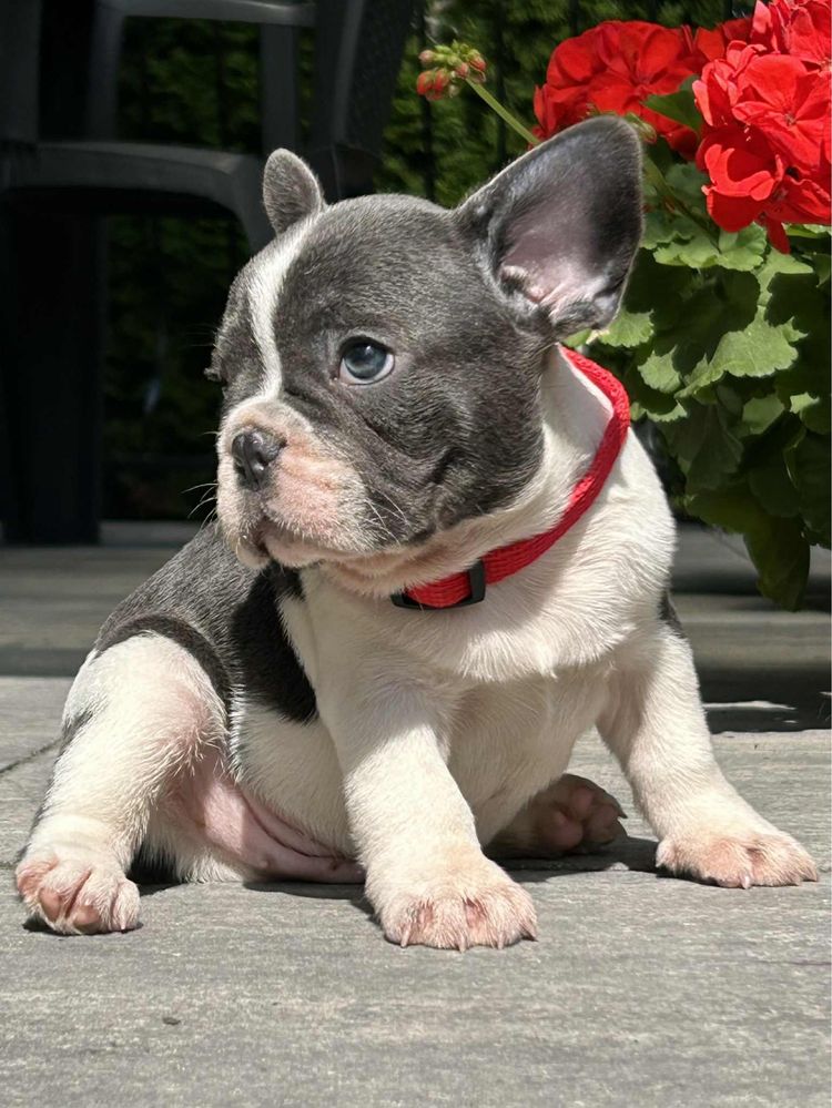 Buldog Francuski