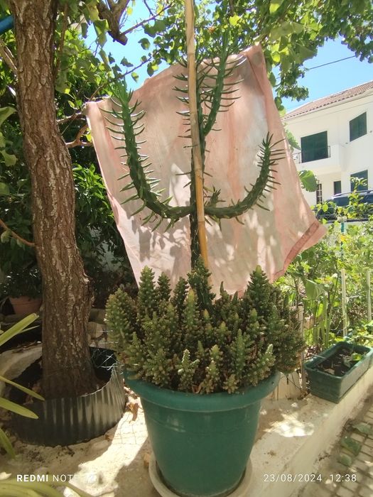 Cactos/Suculentas