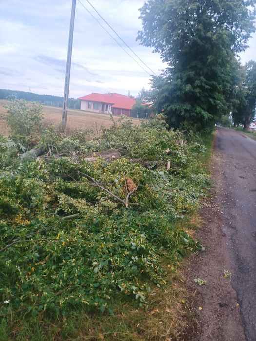 Wycinka drzew z podnośnika