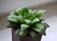 Хавортия ретуза (Haworthia Retusa)