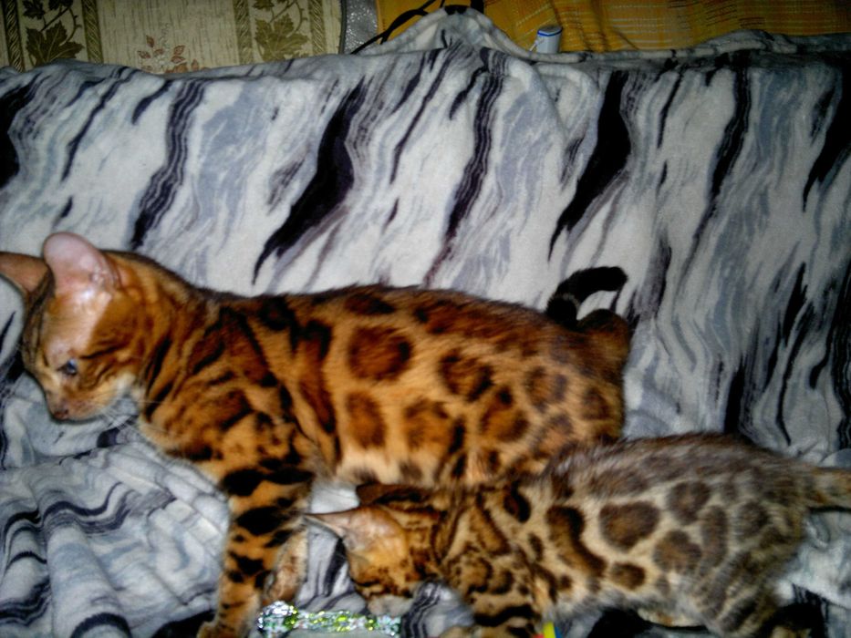 Якісні породні бенгальчики з документами клубу