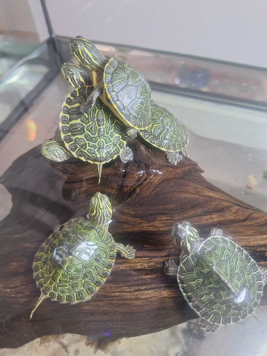 Żółwie wodno lądowe hieroglifowe