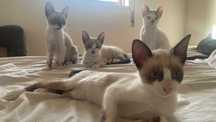 gatos bebés de 2 meses precisam de uma família