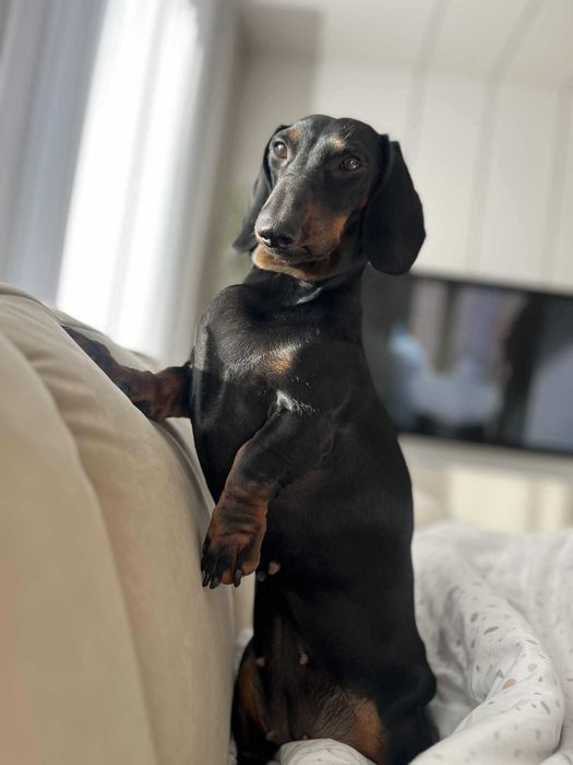 Jamnik standardowy krótkowłosy ZKwP  FCI merle / czarny podpalany