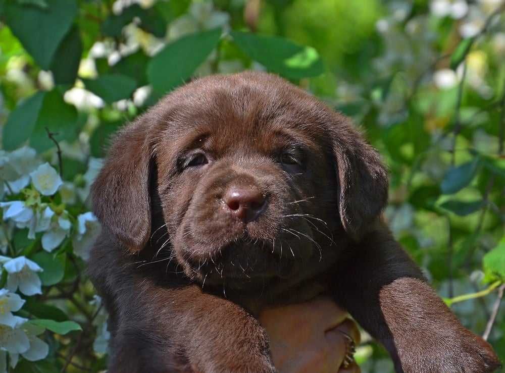 Labrador Retriever- czekoladowy piesek
