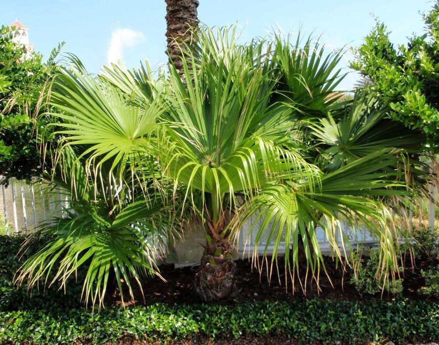 Palmeiras de leque da china, Livistona chinensis