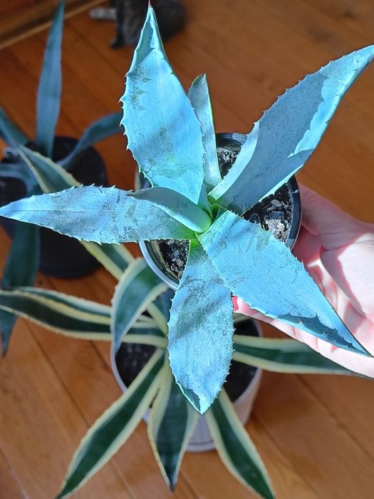 Агава американська блакитна