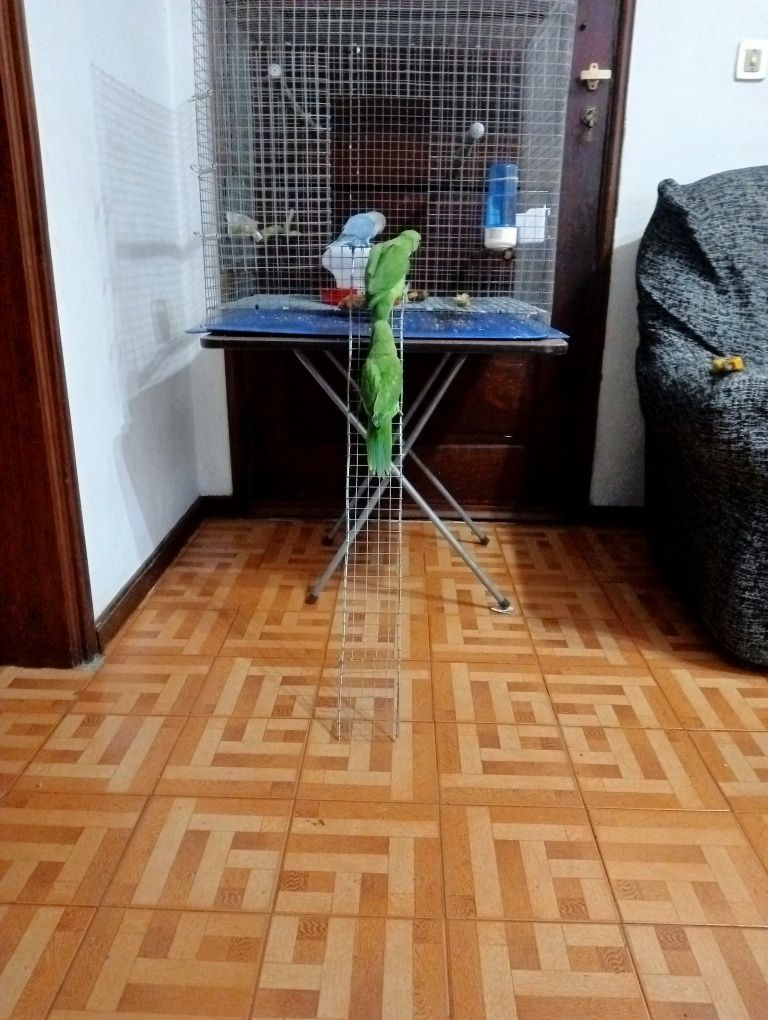 Ring neck verdes