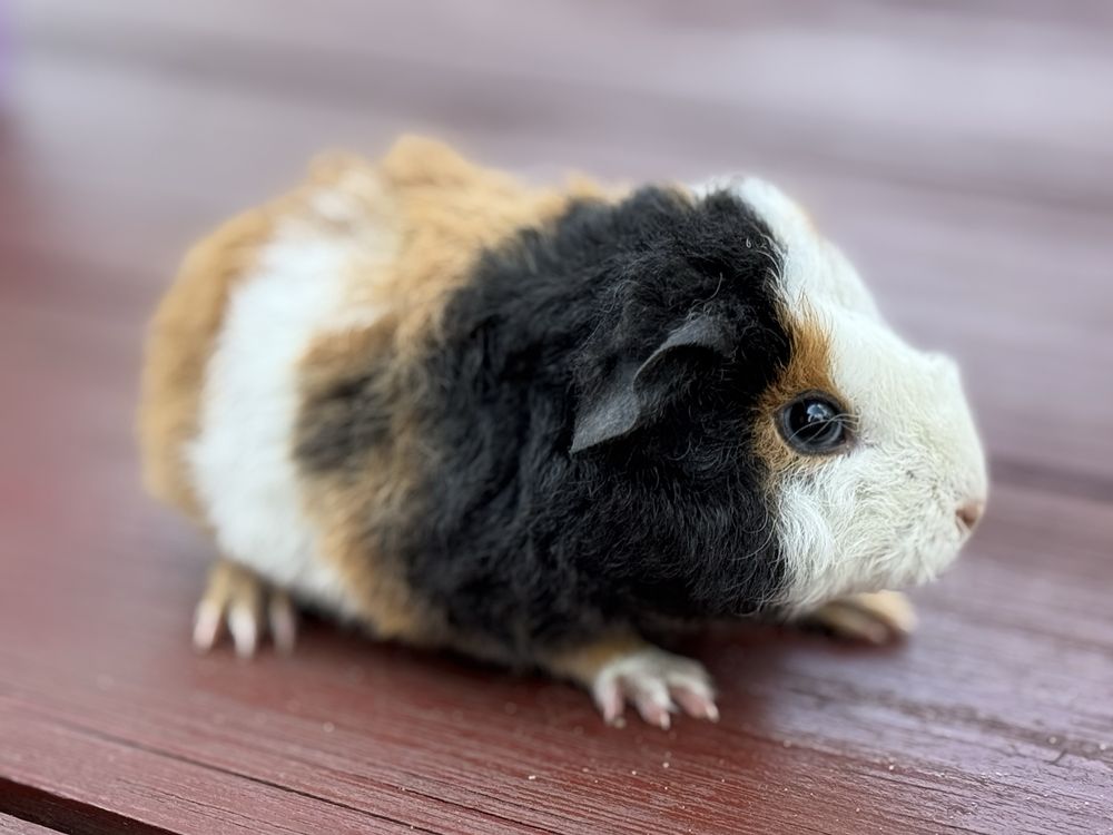 Cudny Samiec Teddy US Świnka Morska Kawia Domowa
