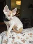 Devon rex kocurek , rodowod FPL /FIFE