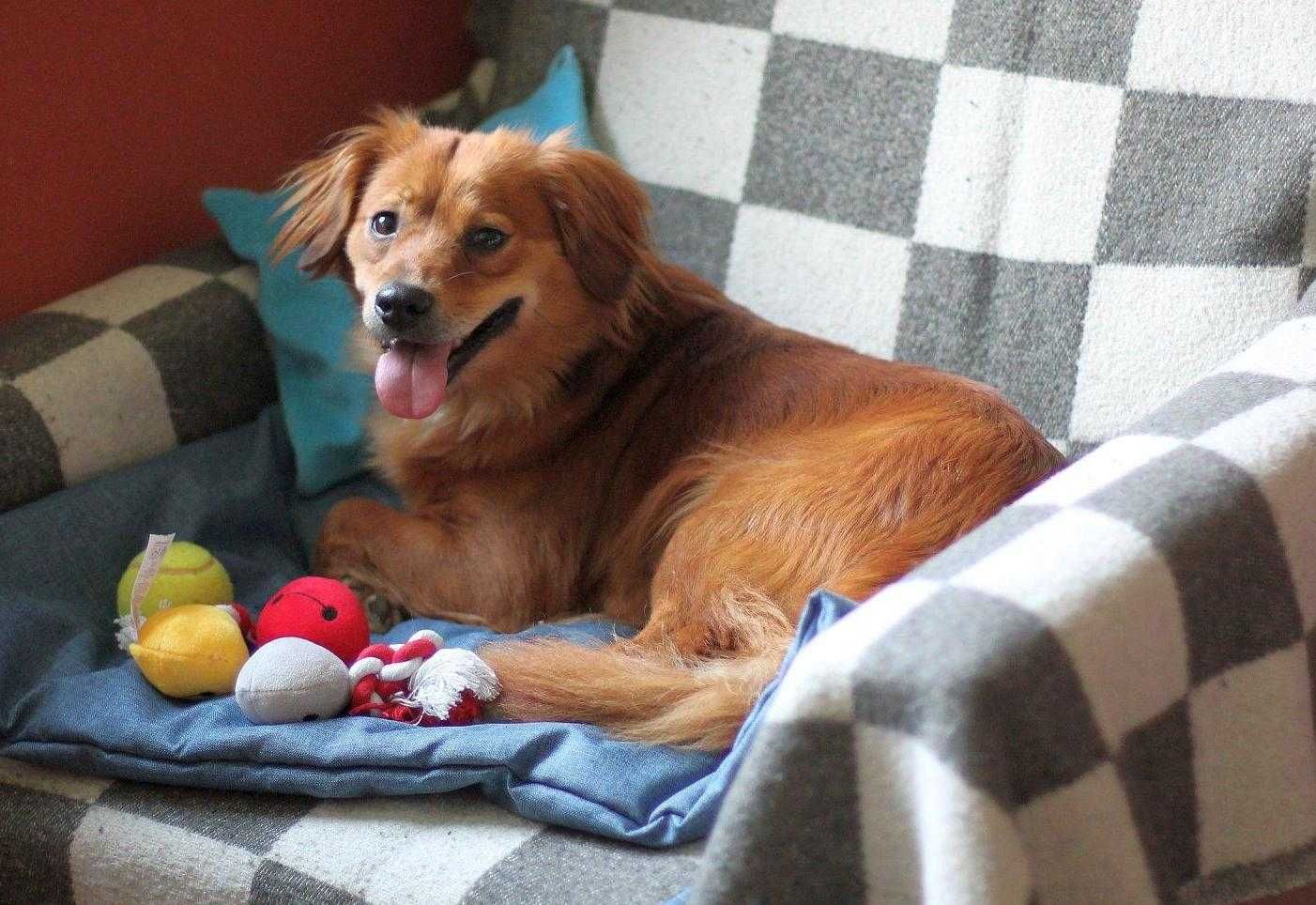 Bambi, cudna sunia do adopcji