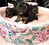 York shire terrier piesek