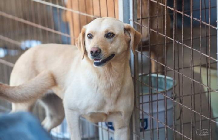 Palhacinha- cachorra de porte médio para adoção