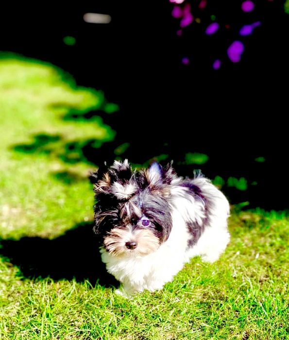 York , Yorki . Cudny piesek Biewer 2 z rodowodem.