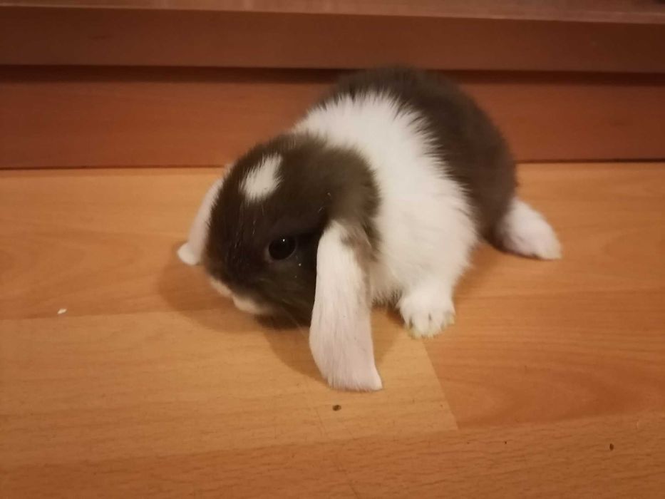 Vendo mini coelho orelhudo lop
