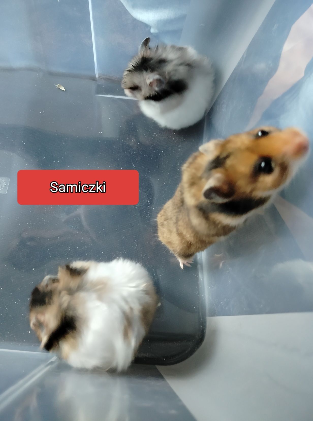 Chomiki syryjskie młode