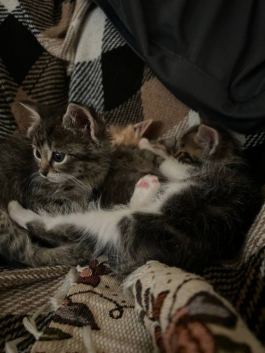 Кошеня в добрі руки