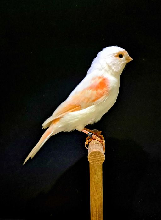 mozaika czerwona samica