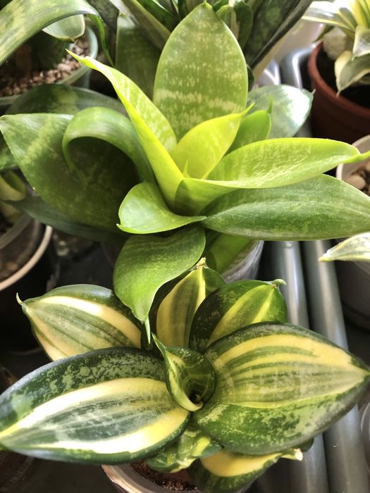 Суперба /Сімплекс/Єва/Eve/Jade /Джейд Маргіната вар/Філіпін/Крем/Грей/