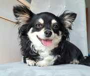 Cudowna spokojna sunia Chihuahua długowłosa