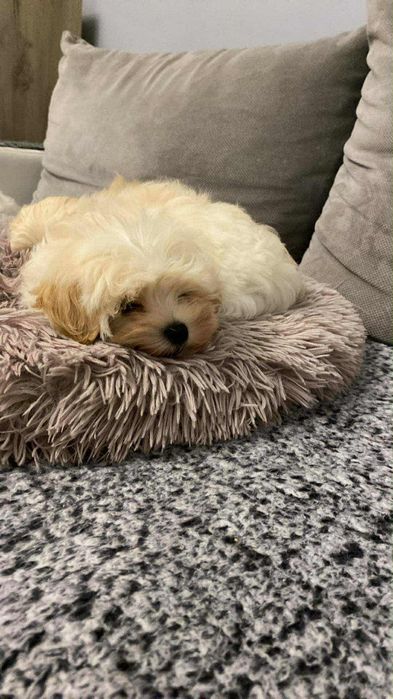 Urocza suczka maltipoo gotowa do odbioru