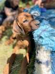 Rhodesian ridgeback rodezjan z pręgom szczenię szczeniaczek puppy ZKwP