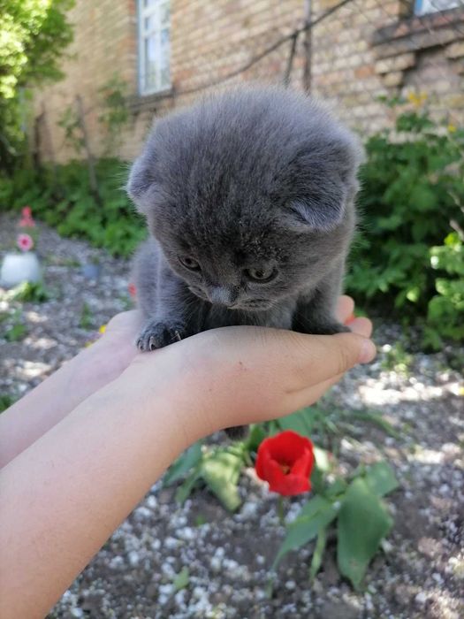 Шотландські кошенята