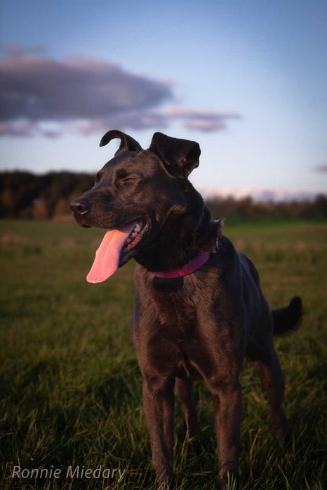 Ronnie - piękny, duży, przyjazny pies ADOPCJA