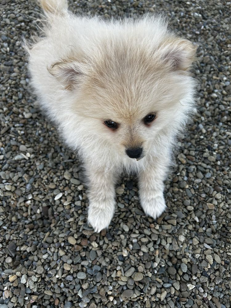 Szpic miniaturowy, pomeranian, piesek