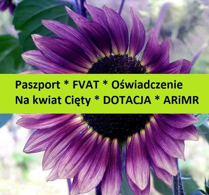 Słonecznik ozdobny na kwiat cięty nasiona CHERRY QUEEN *PASZPORT* FVAT