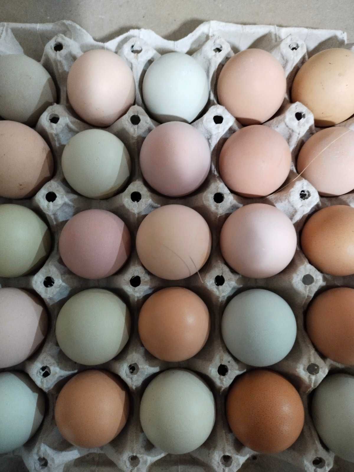 Яйце інкубаційне Мікс Пасхальний (Україна)