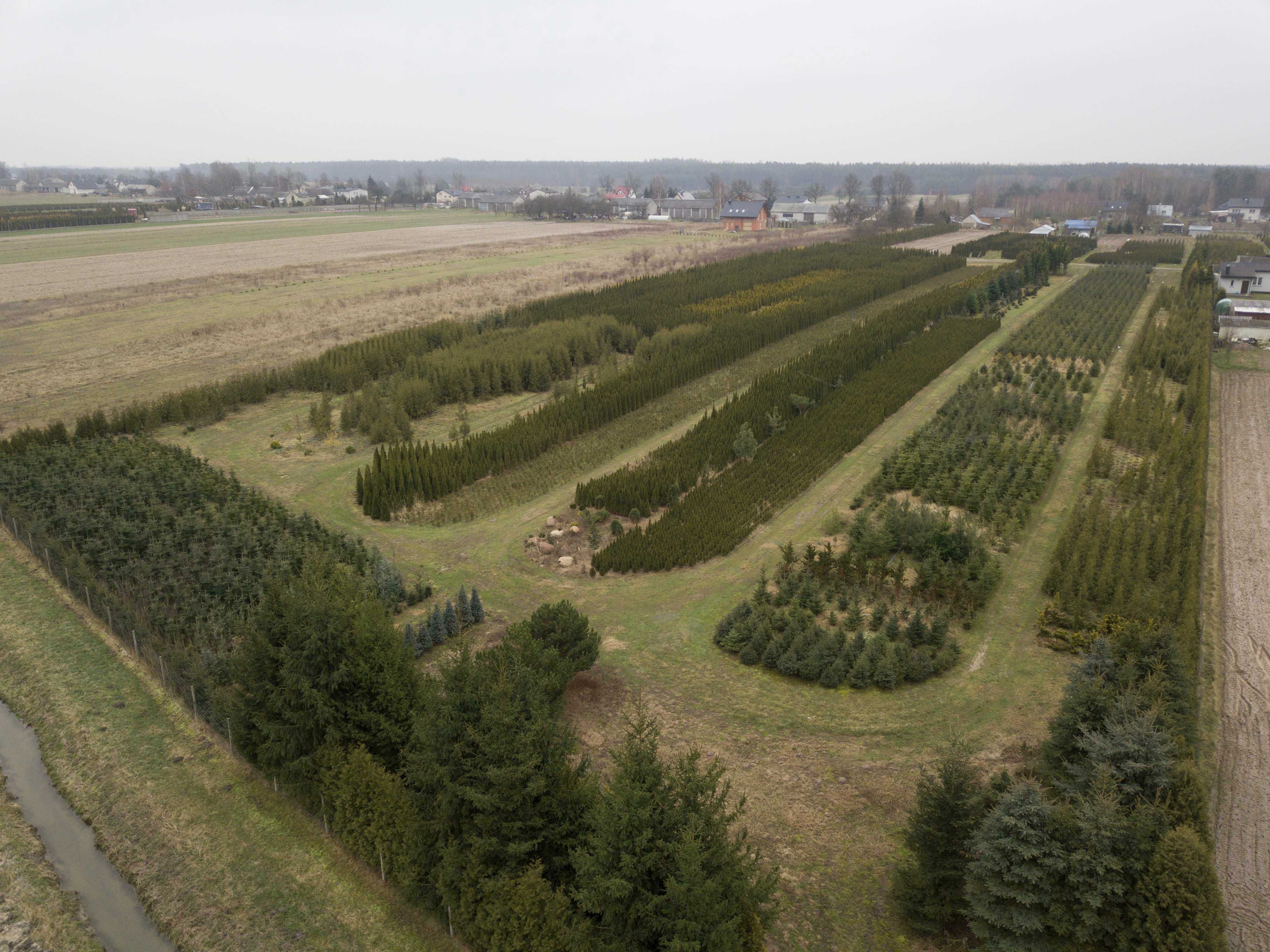 świerk biały Densata 200-220 cm