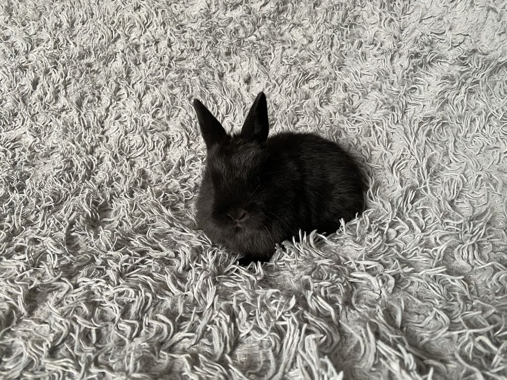 Króliczek karzełek Mini Rex