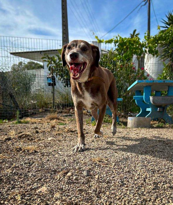 Miró - cão médio para adoção