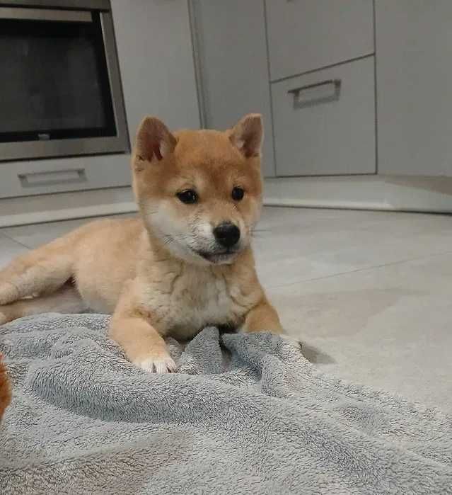 Shiba Inu ﾠﾠﾠﾠﾠﾠﾠﾠﾠﾠ