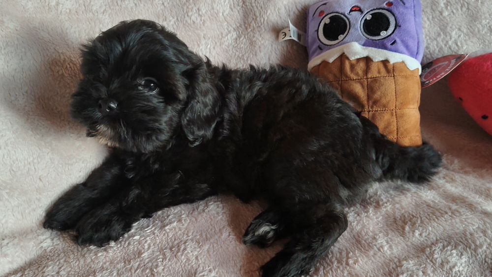 Suczka cavapoo do odbioru