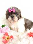 OSTATNIA śliczna suczka rasy Shih-Tzu gotowa do odbioru