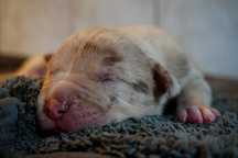 American Bully XL suczka  merle