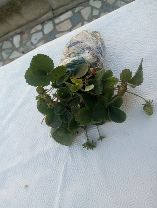 Morangueiros 10 pés soculentas terra Sardinheiras louleiros