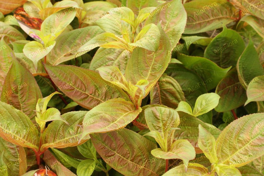 Krzewuszka cudowna 'Wings of Fire' (Weigela florida) Doniczka 2.0L