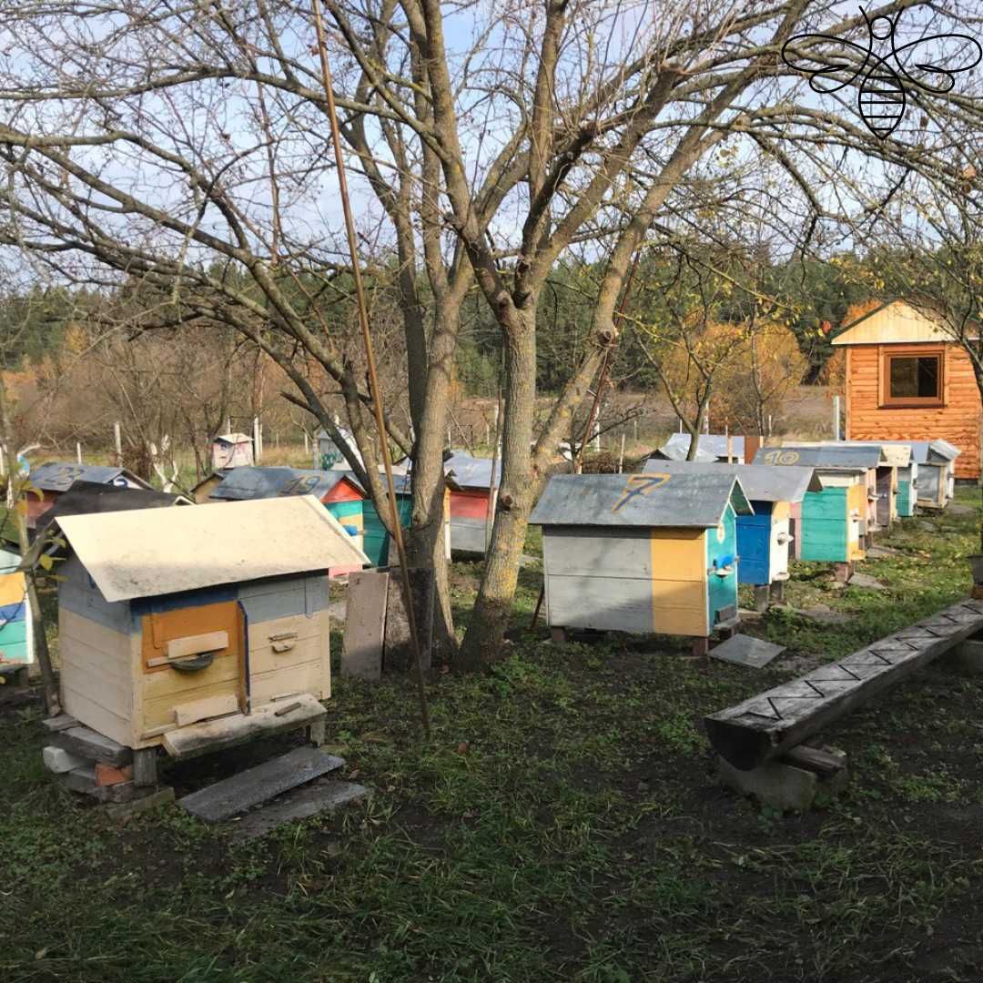 Лісовий мед з власної пасіки